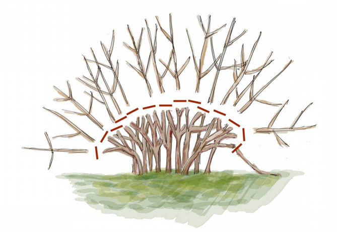 Кустарник спирея - посадка, выращивание и уход, фото