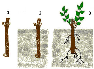 Кустарник спирея - посадка, выращивание и уход, фото