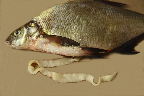 Лечение глистов у рыб