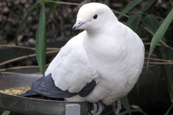 Дикие и дикие голуби - обзор видов и правила приручения