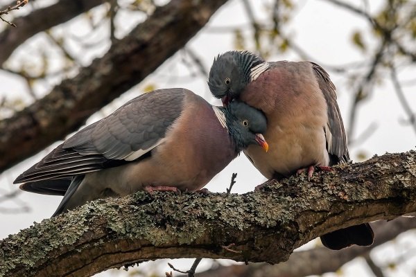 Лесные и дикие голуби – обзор видов и правила приручения