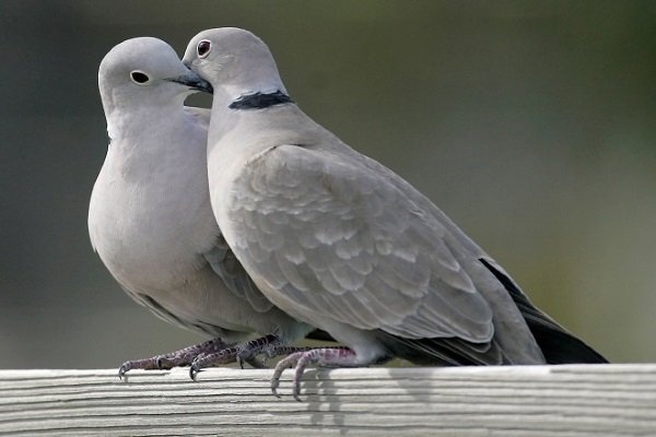 Дикие и дикие голуби - обзор видов и правила приручения