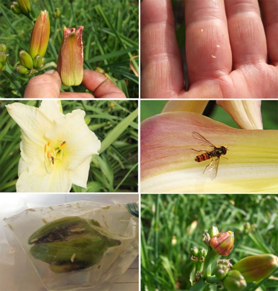 Лилейники в открытом грунте - посадка, уход, размножение, фото цветов