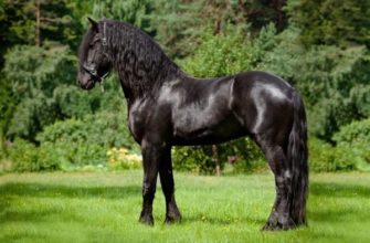 Лошадь Фризской породы: особенности внешнего вида, характера и содержания