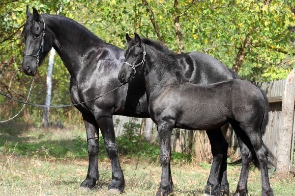 Фризская лошадь: особенности внешности, характера и содержания