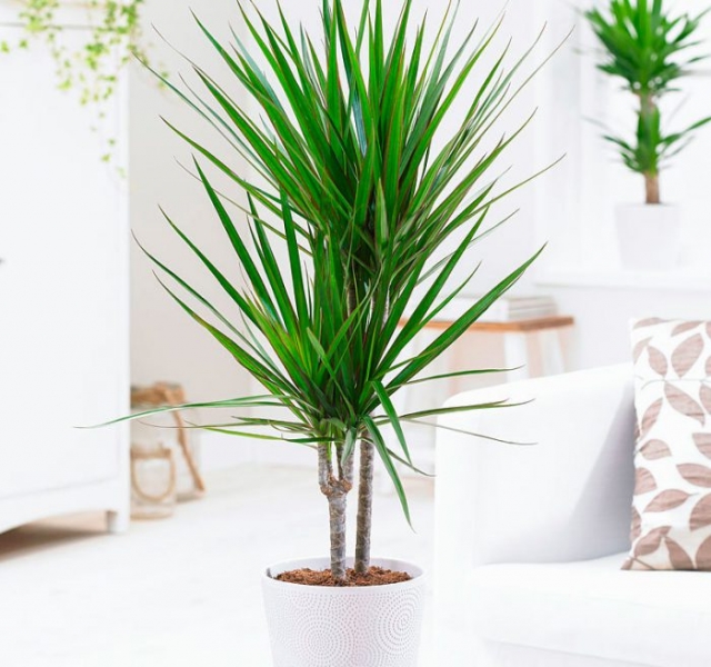 Лучшие комнатные растения для очистки воздуха