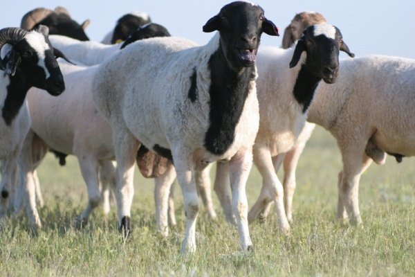 Лучшие мясные породы овец: названия и описание