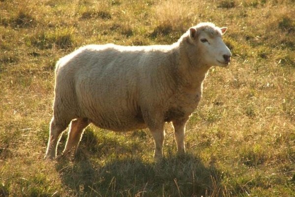 Лучшие мясные породы овец: названия и описание