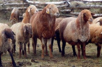 Лучшие мясные породы овец: названия и описания