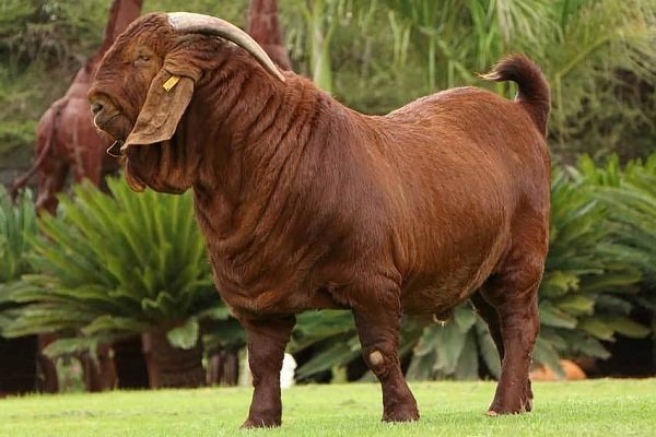 Лучшие породы коз для мясного производства: их характеристика и фото