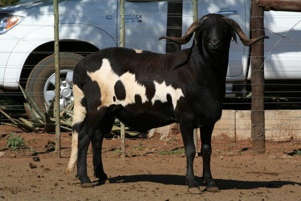 Лучшие породы коз для мясного производства: их характеристика и фото