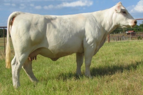 Лучшие породы мясных коров и особенности их выбора