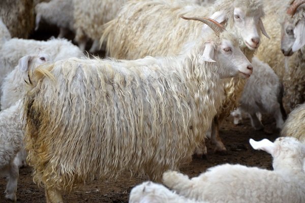 Лучшие породы пушистых коз с фото и описанием