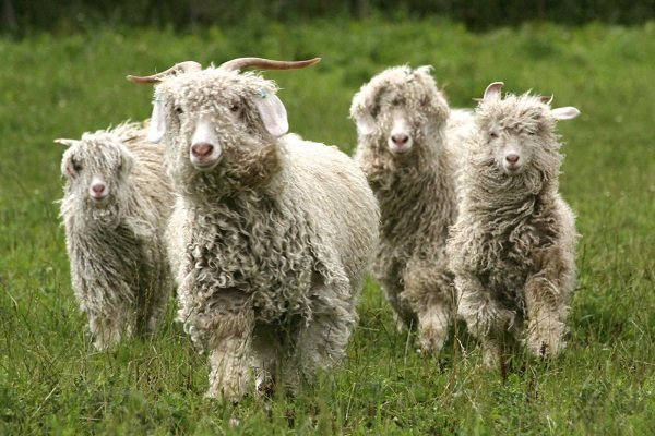 Лучшие породы пуховых коз с фото и описанием