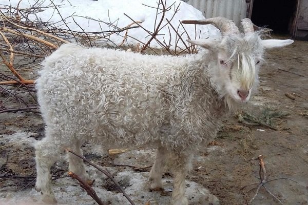 Лучшие породы пушистых коз с фото и описанием