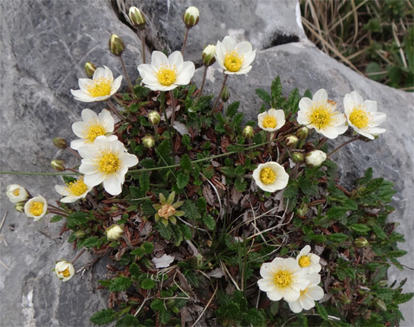 Лучшие растения для альпийской горки: цветущие, многолетние, хвойные