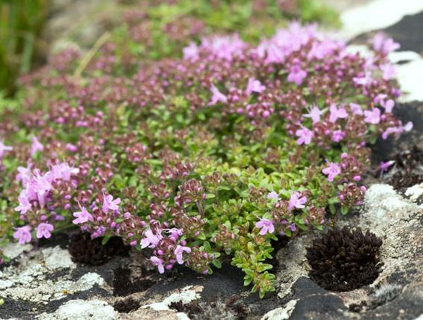 Лучшие растения для альпийской горки: цветущие, многолетние, хвойные