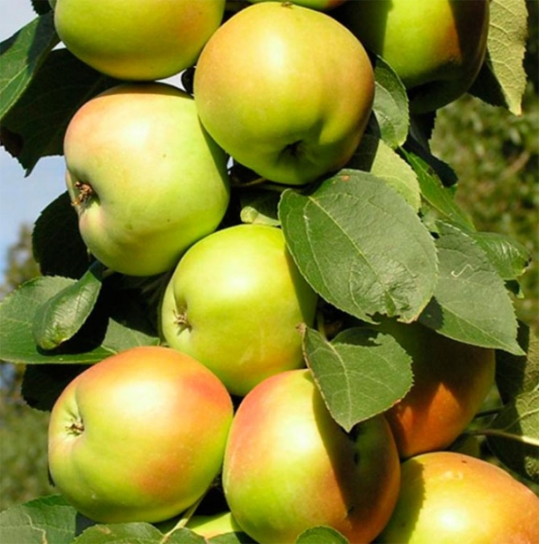 Лучшие сорта колоновидных яблонь
