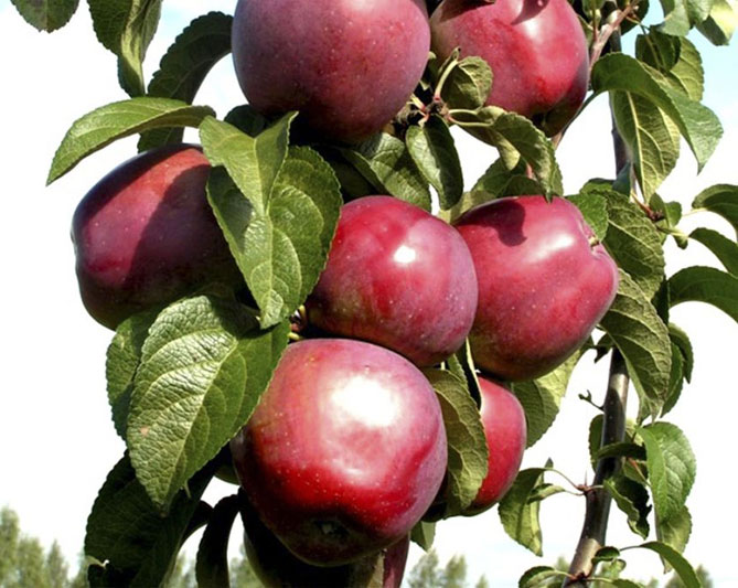 Лучшие сорта колоновидных яблонь
