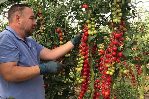 Лучшие сорта томатов черри и советы по выращиванию