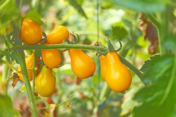 Лучшие сорта томатов черри и советы по выращиванию