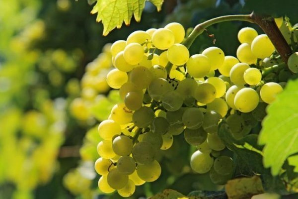 Лучший виноград для изготовления вина