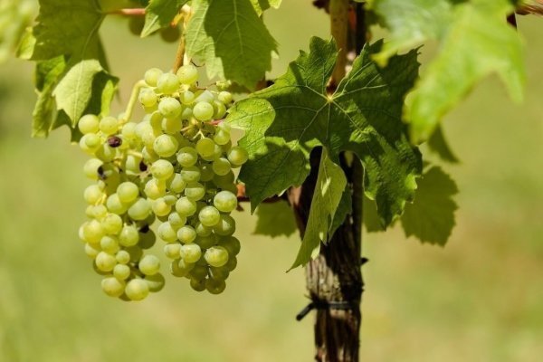 Лучший виноград для изготовления вина