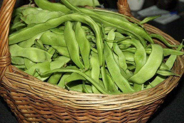 Лучшие сорта кудрявой фасоли и кустарников