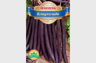 Лучшие сорта вьющейся и кустовой фасоли