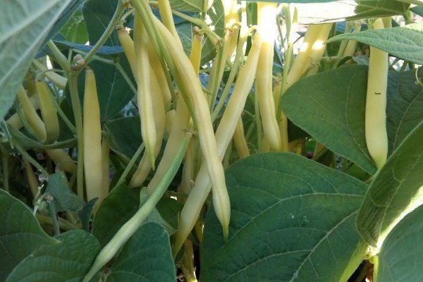 Лучшие сорта кудрявой фасоли и кустарников
