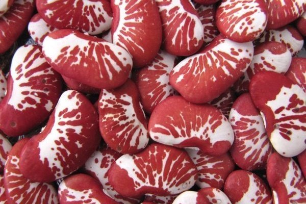 Лучшие сорта кудрявой фасоли и кустарников