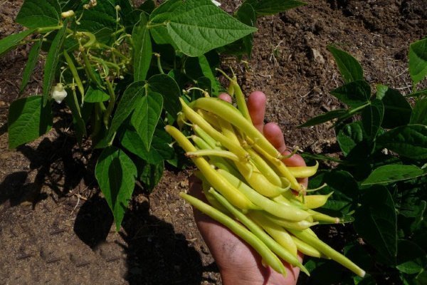 Лучшие сорта кудрявой фасоли и кустарников