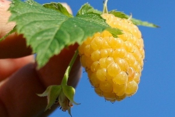 Лучшие сорта желтой малины: правила выращивания и уход