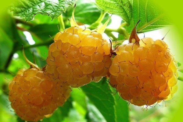 Лучшие сорта желтой малины: правила выращивания и уход