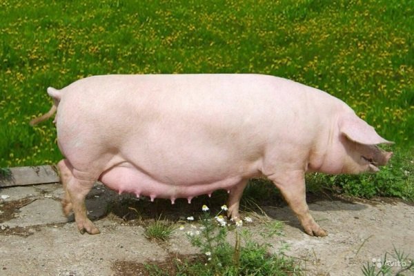 Лучшие свиньи мясной породы с фото: описание, достоинства и недостатки