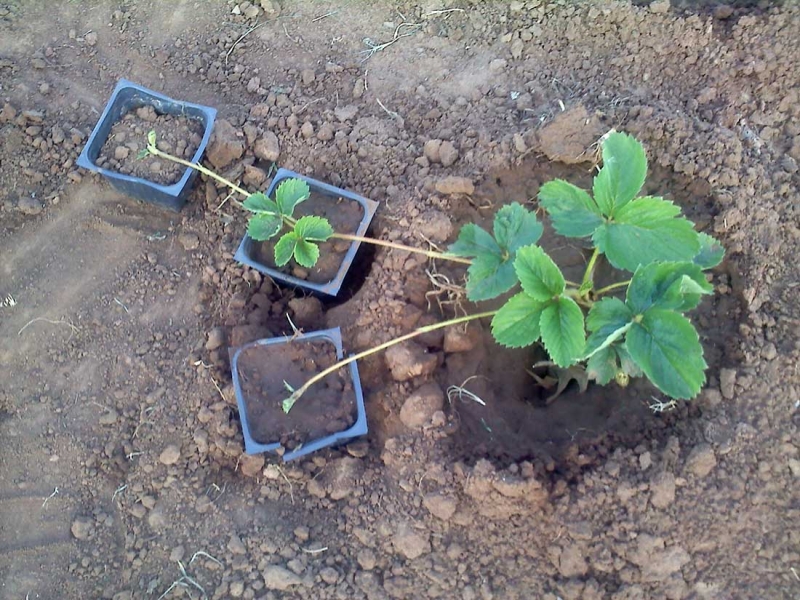 Лучший способ посадить клубнику, которая непременно поможет получить отличный урожай