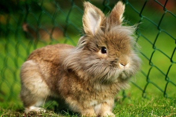 Львиная голова кролика: основные характеристики и описание породы