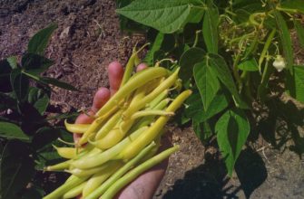 "Масляная" Фасоль