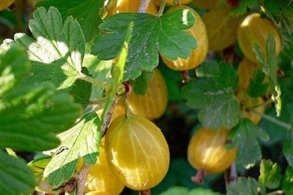 Сорта крыжовника с медом: его характеристика и особенности выращивания