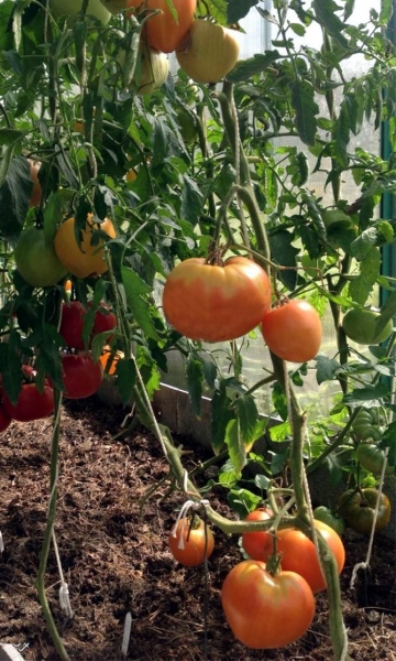Медовые курорты - характеристика и описание сортов томатов, отзывы, фото
