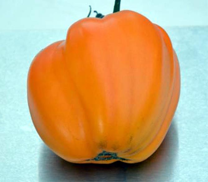 Медовые курорты - характеристика и описание сортов томатов, отзывы, фото
