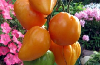 Медовый спас – характеристика и описание сорта томата, отзывы, фото