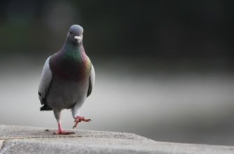 Места обитания и продолжительность жизни голубей