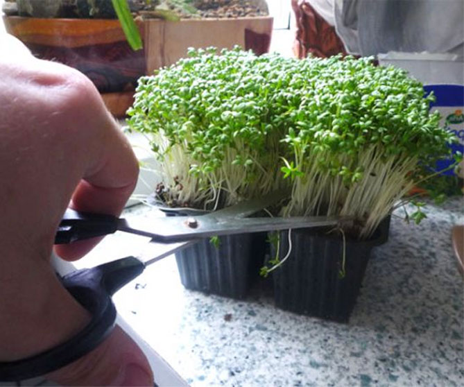 Микрозелень - они растут в помещении