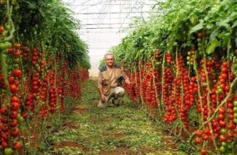 Мини томаты Рапунцель: в чем особенность сорта и как его выращивать?
