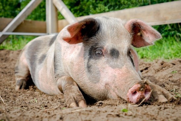 Миргородская свинья: подробное описание породы