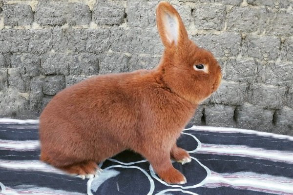Мясные породы кроликов: критерии выбора и разновидности