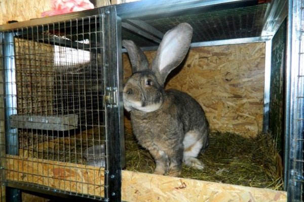 Мясные породы кроликов: критерии выбора и разновидности