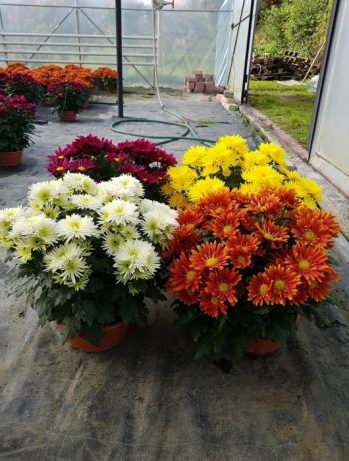 Многолетние хризантемы - сорта, фото