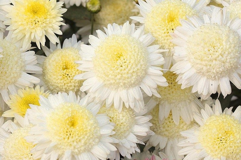 Многолетние хризантемы - сорта, фото